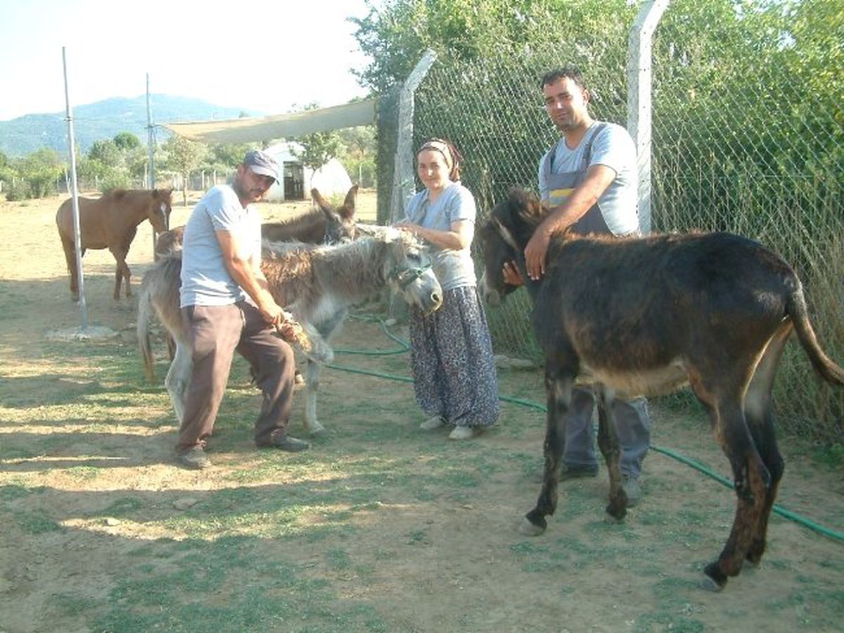 Burhaniye\'de Başıboş Hayvanlara Alman Barınağı