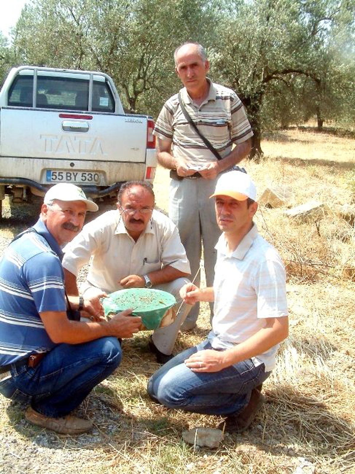 Burhaniye\'de Zeytin Sineği Sayımına Başlandı