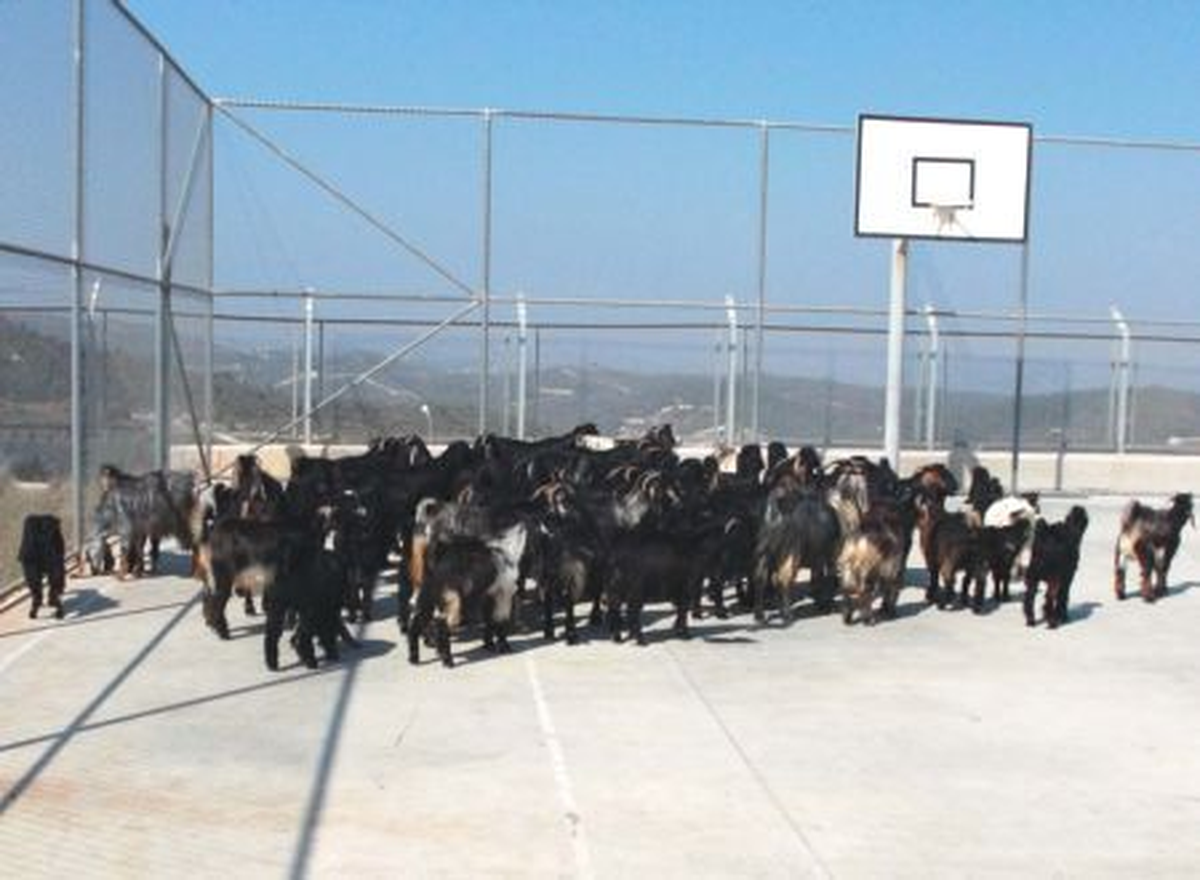 Hatay\'da Kaçakçılık Operasyonu