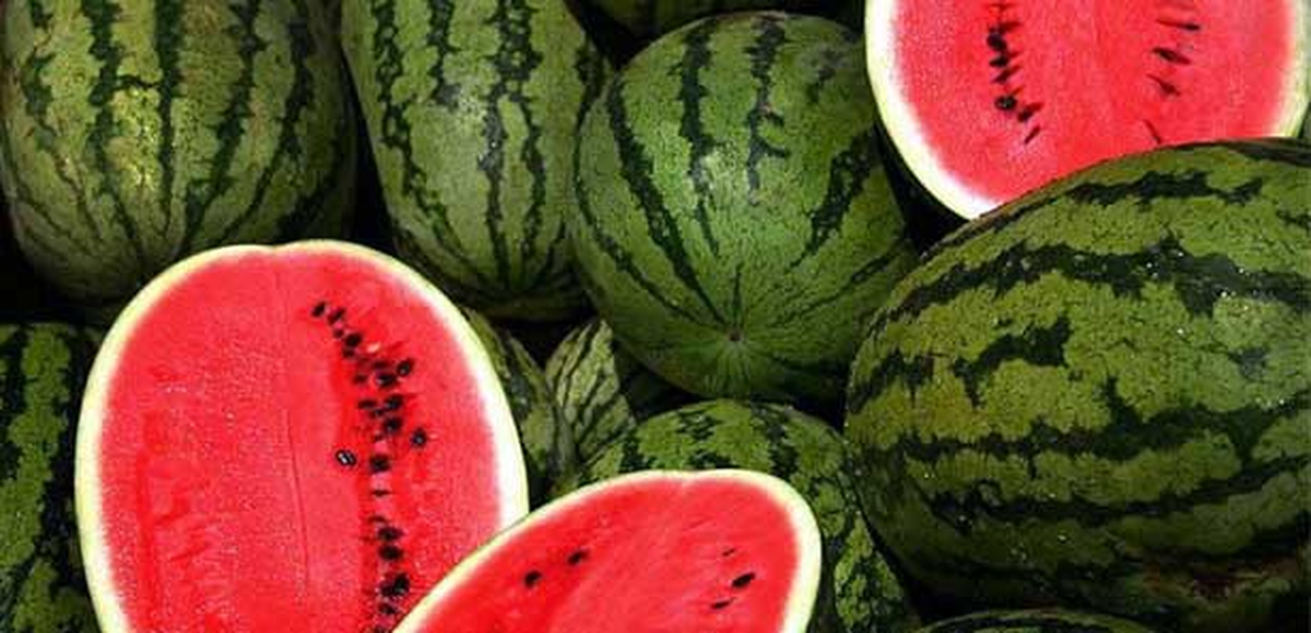 Karadeniz\'de Karpuz 6 Yıl Sonra Yüz Güldürdü