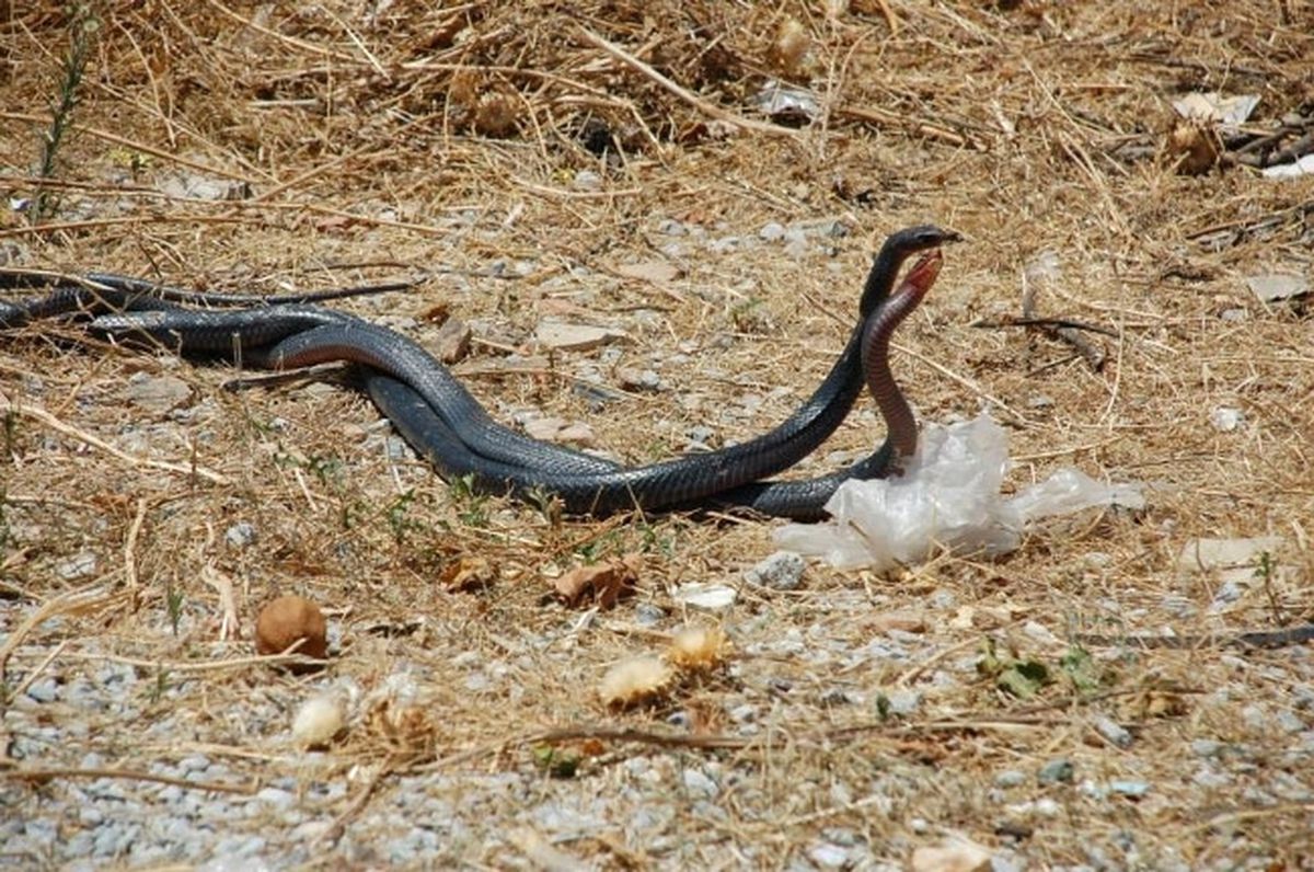 Karayılanların Aşkı da Bir Başka