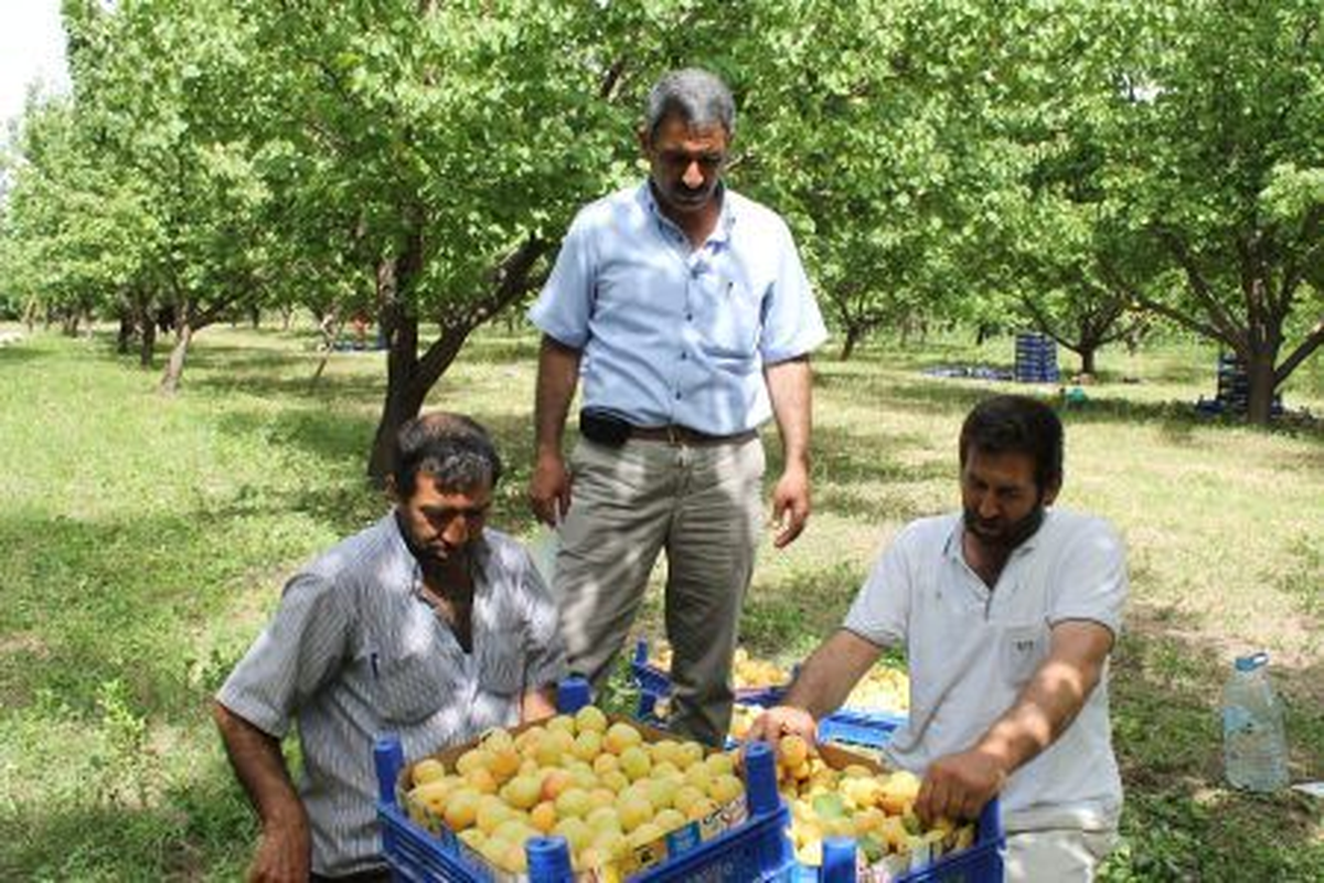 Keban\'da Kayısı Hasadı Başladı
