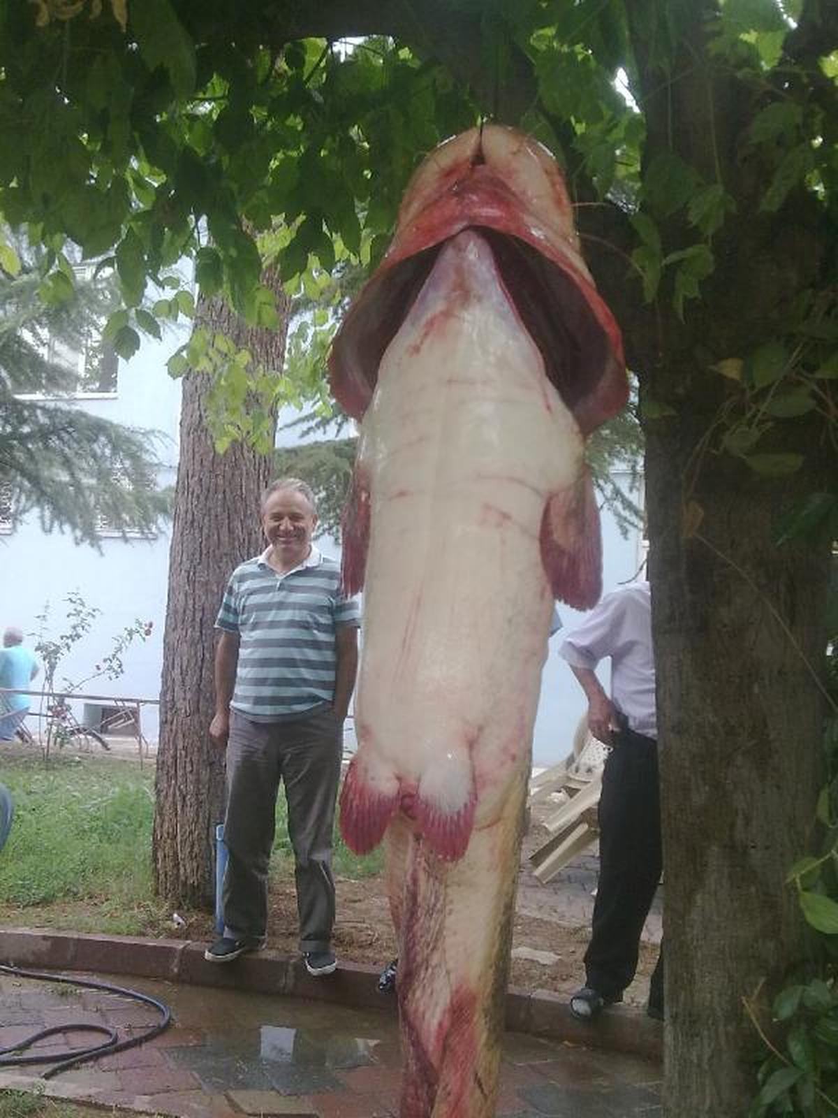 Bu Balık Çorum\'da Tutuldu!