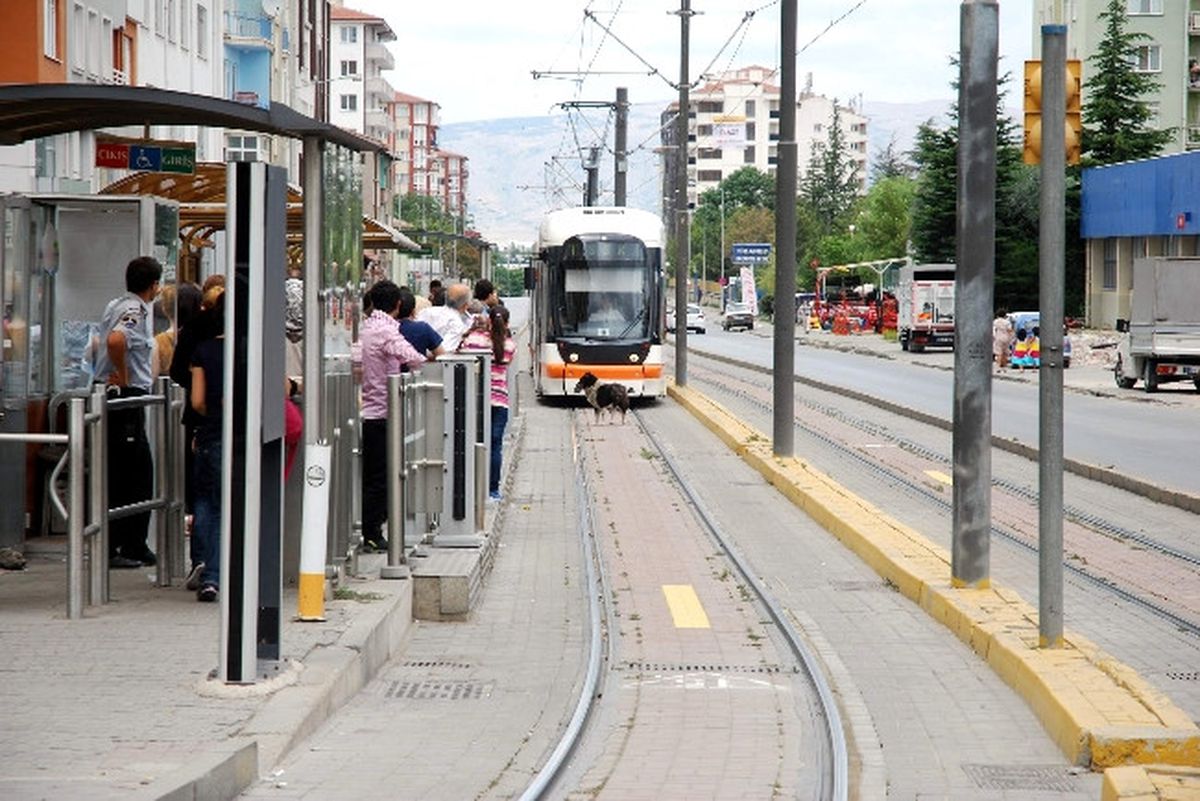Köpek Tramvayı Durdurdu