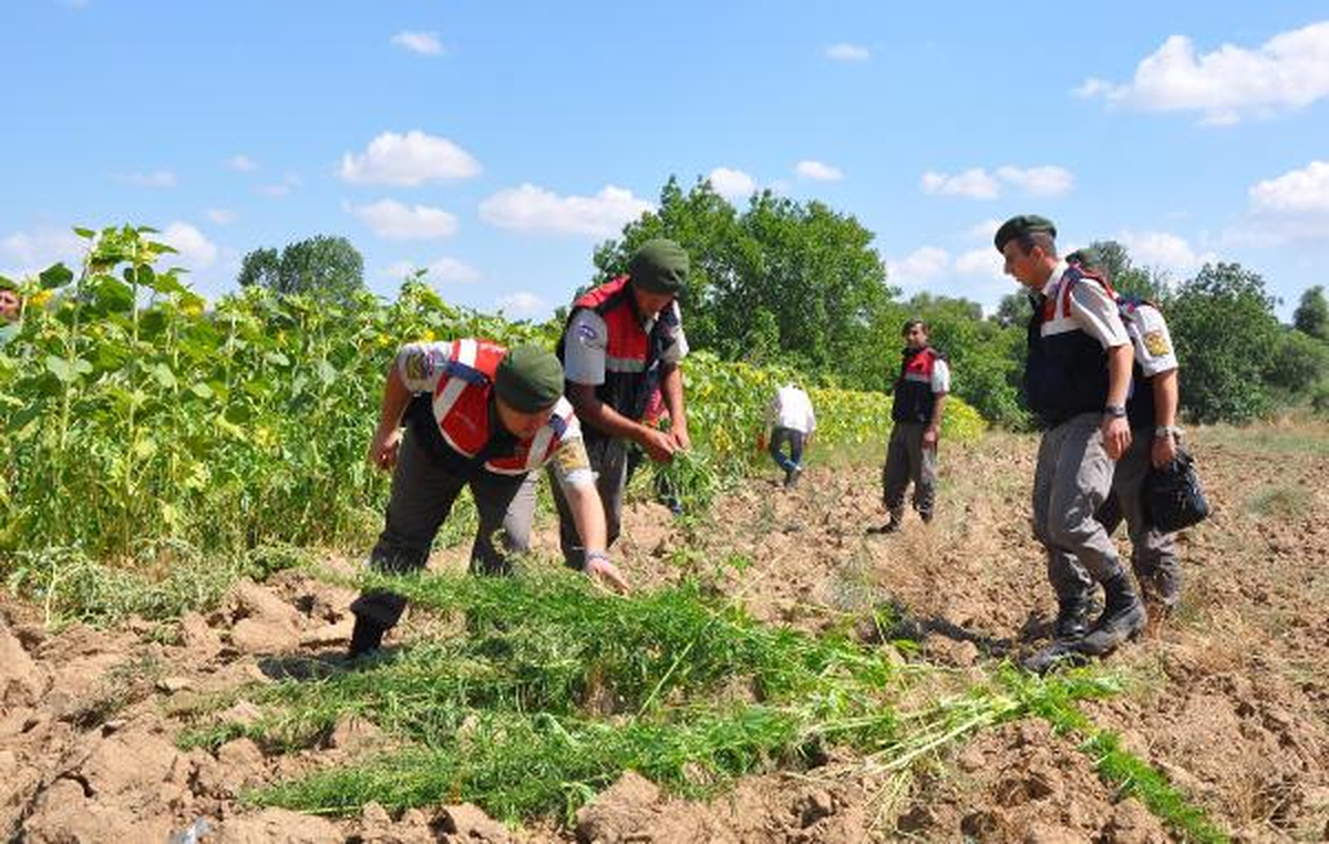Lüleburgaz\'da 250 Bin Kök Hintkeneviri İmha Edildi