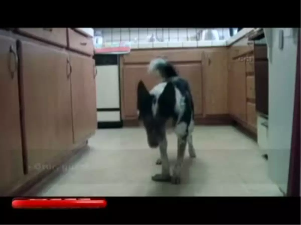 \'Oscar\' ödüllü köpek Jumpy