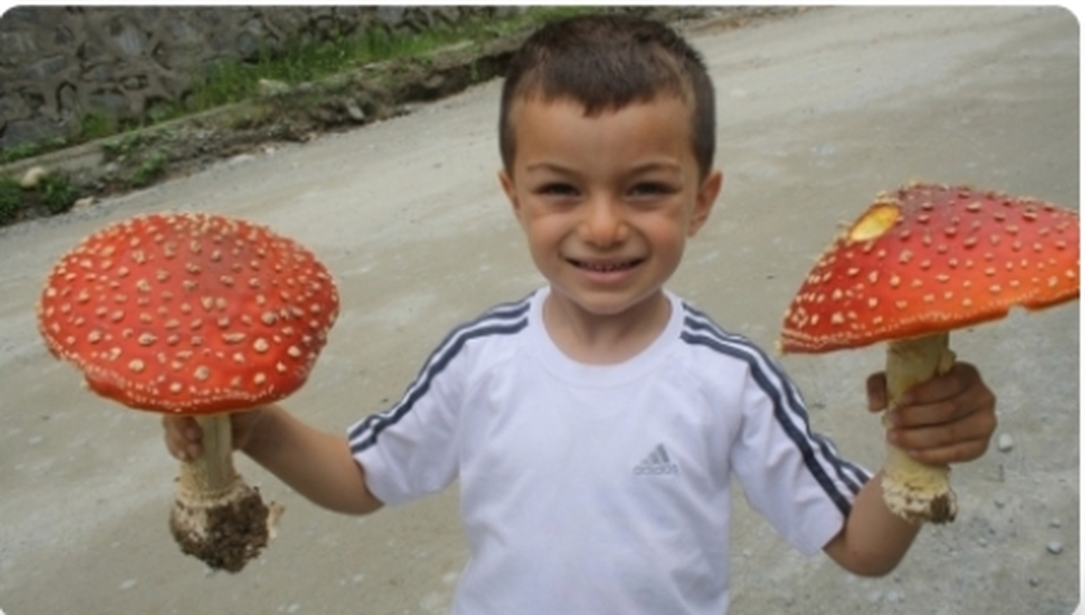 Sağlıklı Hayat Eğitimi