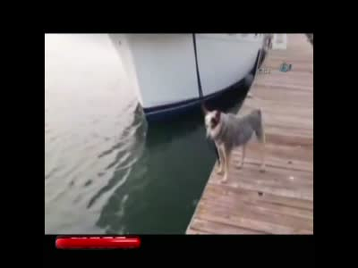 Su samuru köpekle böyle dalga geçti