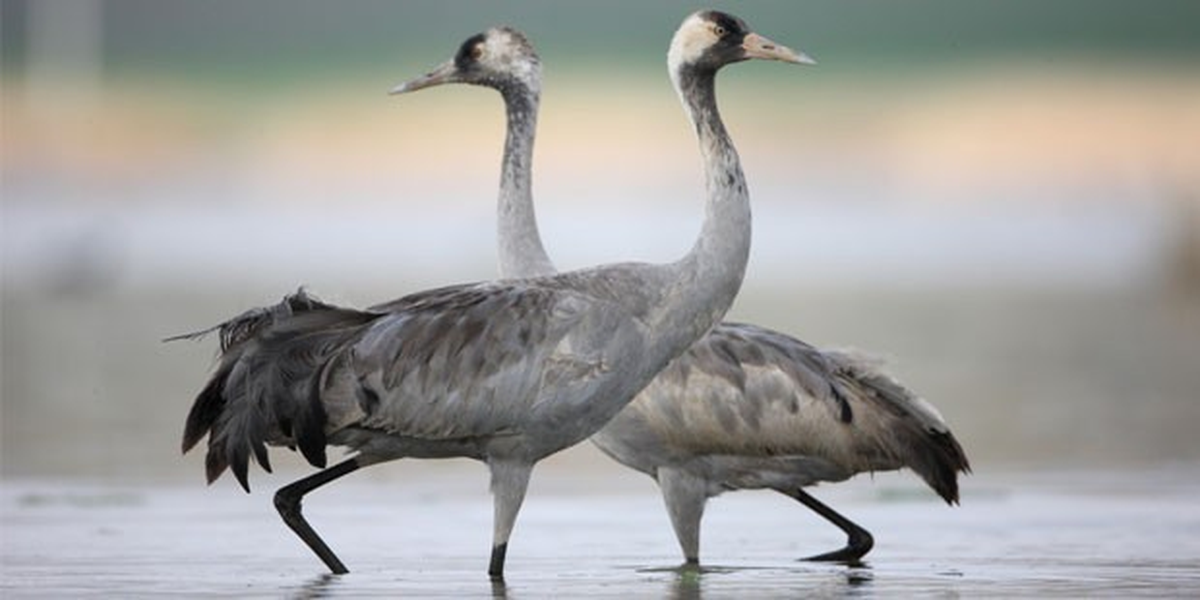 Turnalar Koruma Altına Alınıyor