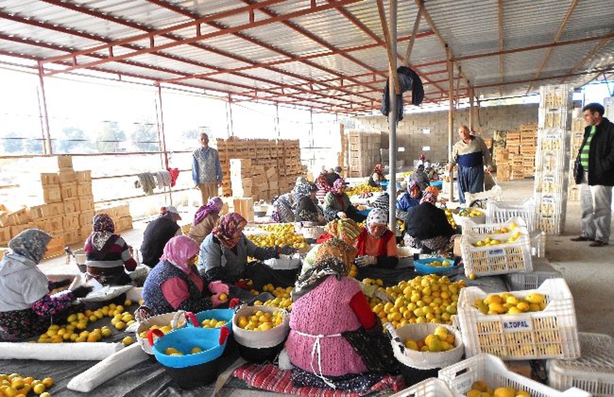 Yatak Limonunda Fiyatlar Dibe Vurdu