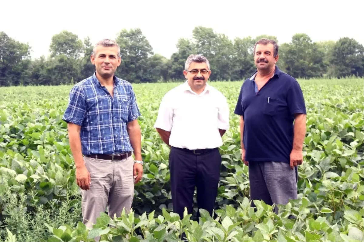 Çarşamba Ovası'nda Soya Üretimi Yüzde 50 Arttı