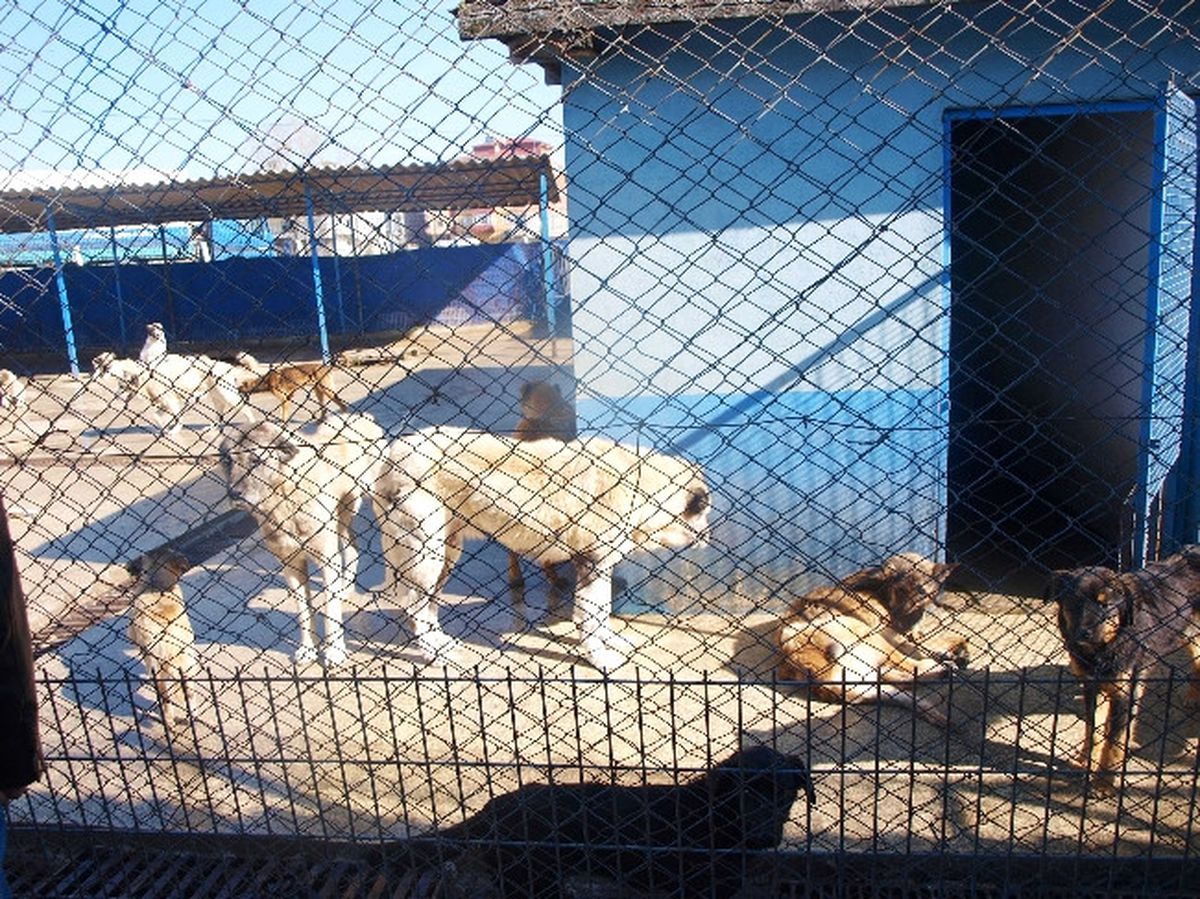 İlk 6 Ayda 261 Köpek Kısırlaştırıldı
