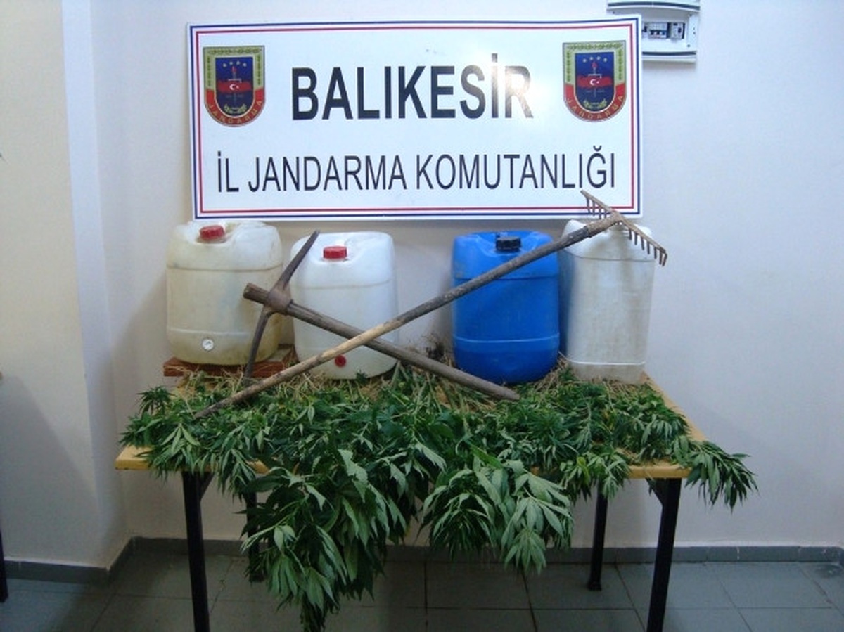 Kenevirleri Tarlada Sularken Yakalandılar