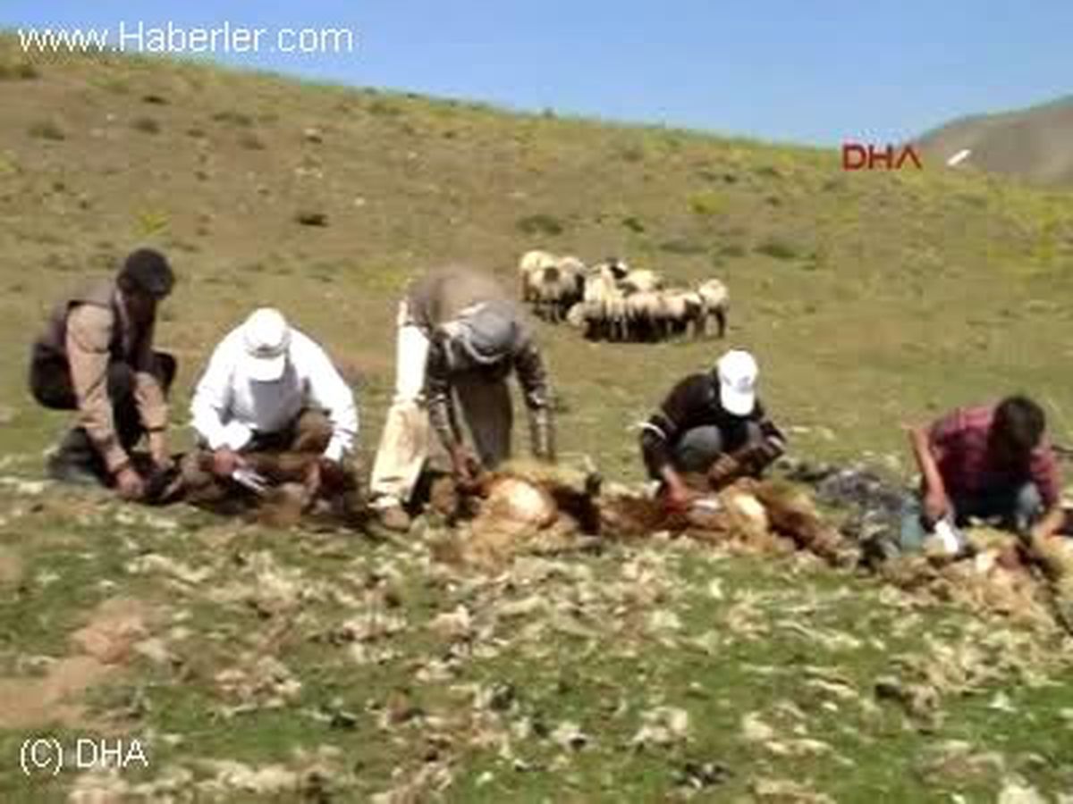 Kurtik Dağı\'nda Kuzu Kırkma Zamanı