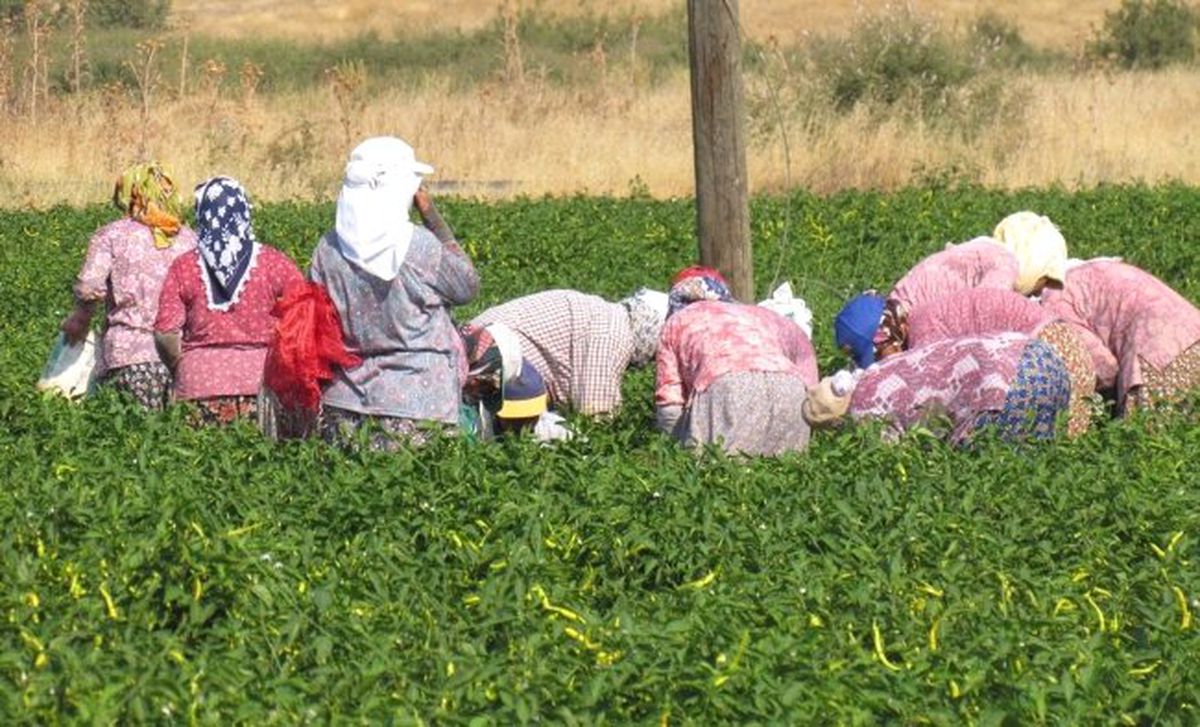 (Özel Haber) 30 Lira İçin Tarlada 40 Derece Sıcağa Meydan Okuyorlar