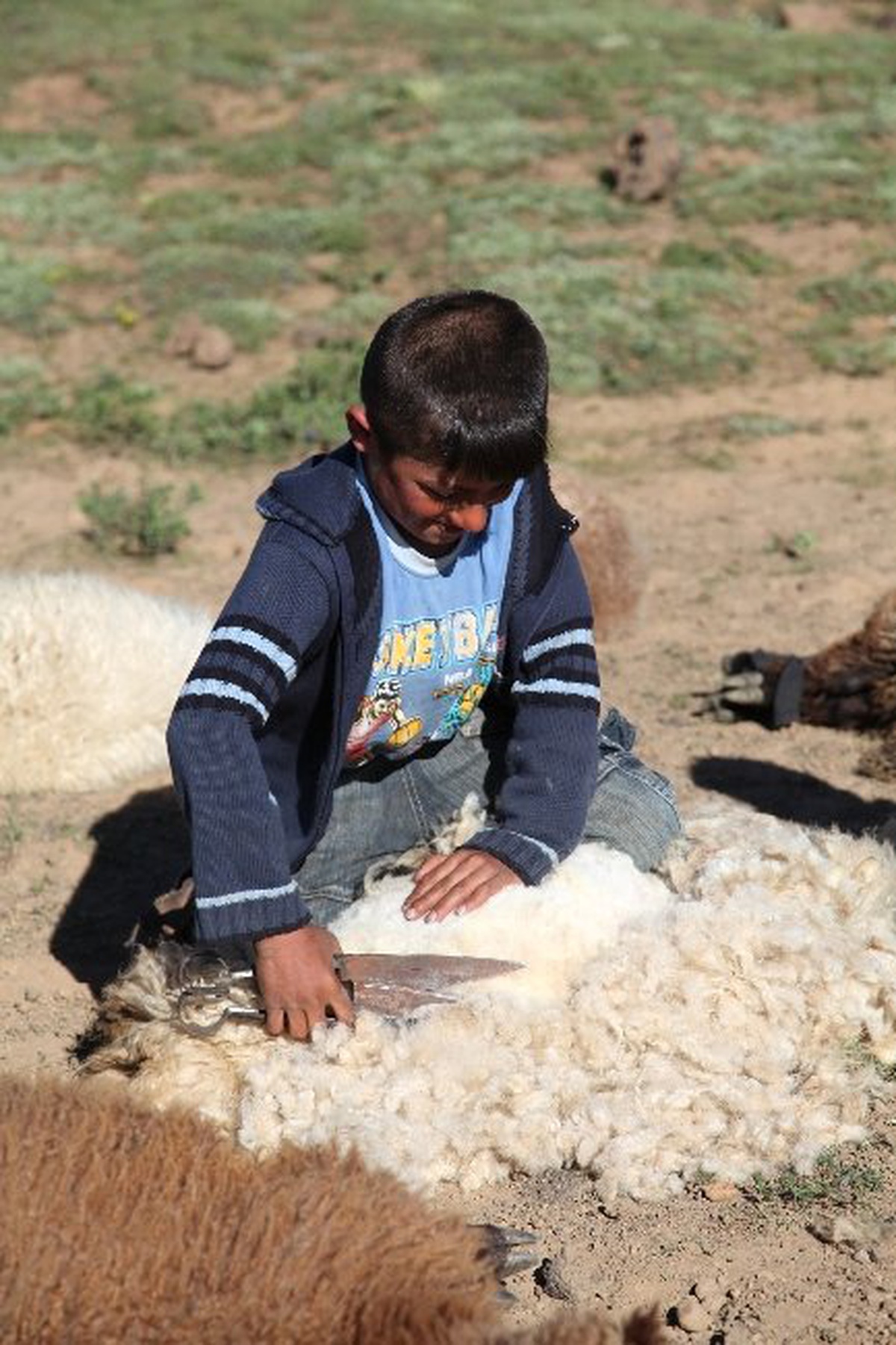 (Özel Haber) Çocukların Kuzu Kırpma Heyecanı