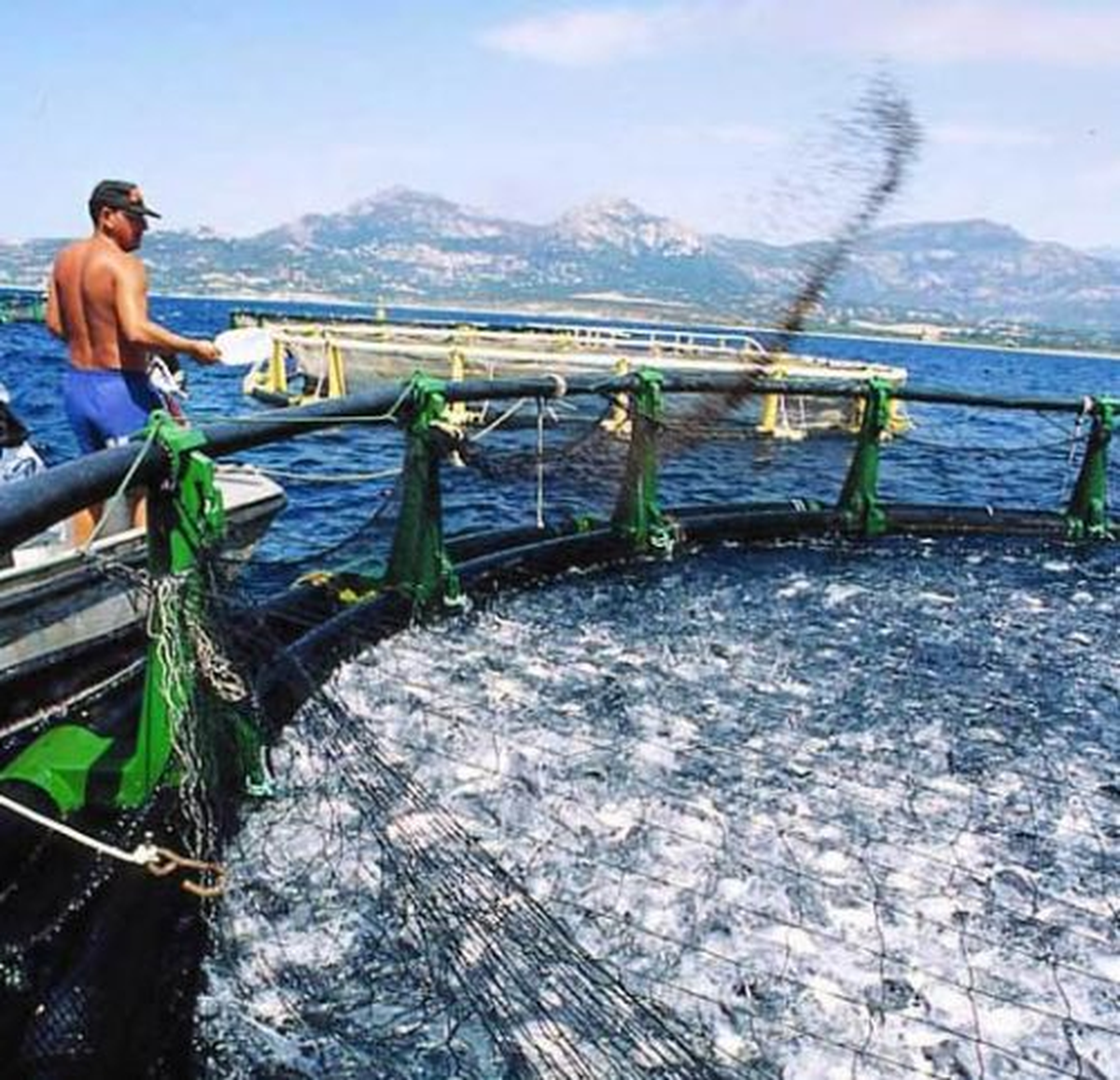 Su Ürünleri Üretimi 2012 Yılında Yüzde 8.34 Azaldı