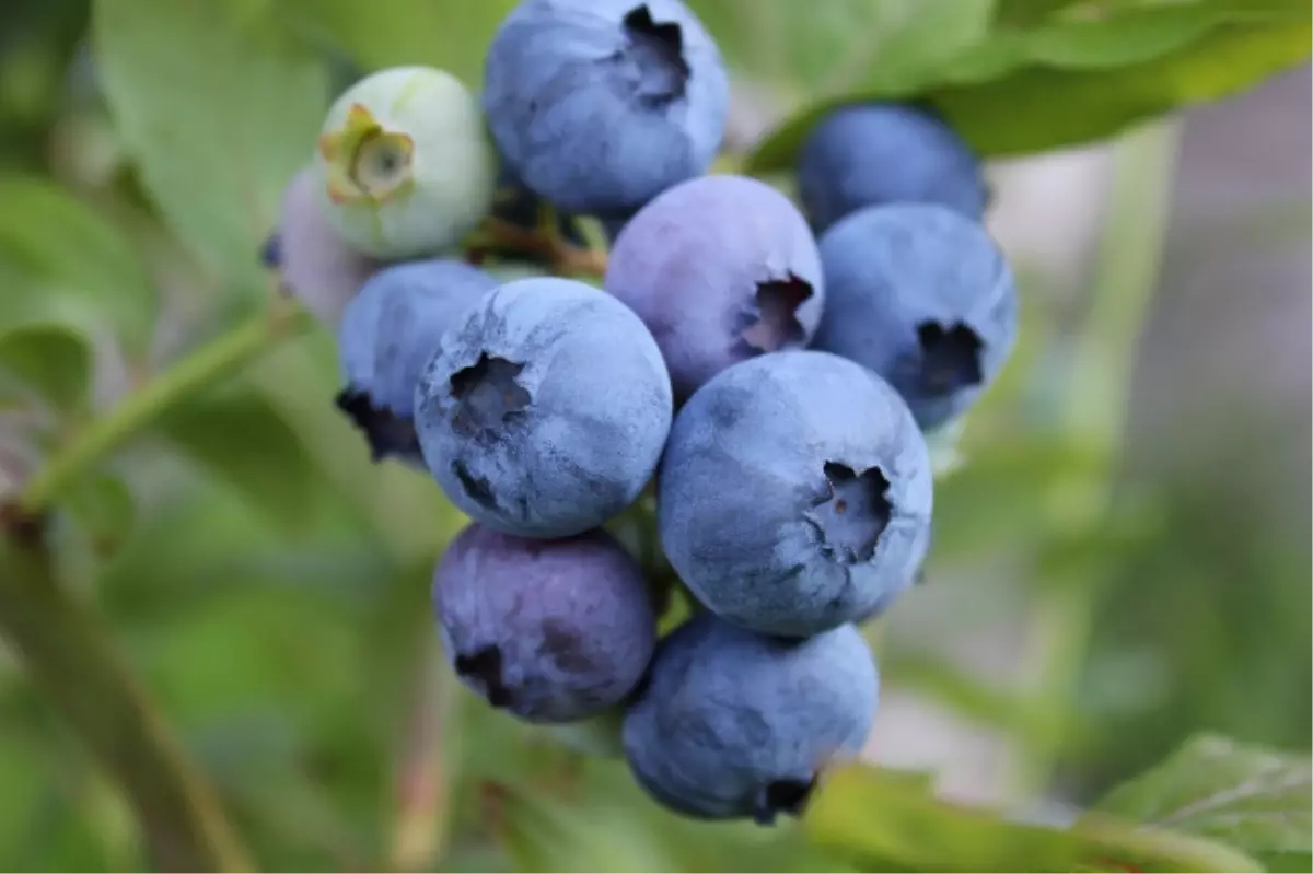 Tirebolu\'da Likapa Yetiştiricileri Destek Bekliyor