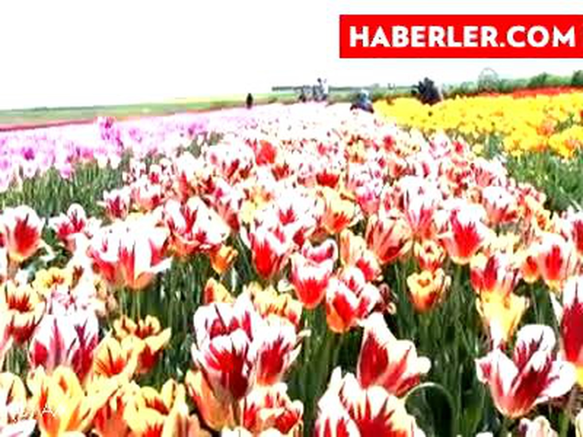 Türkiye, Hollanda\'ya ilk kez lale ihraç etti