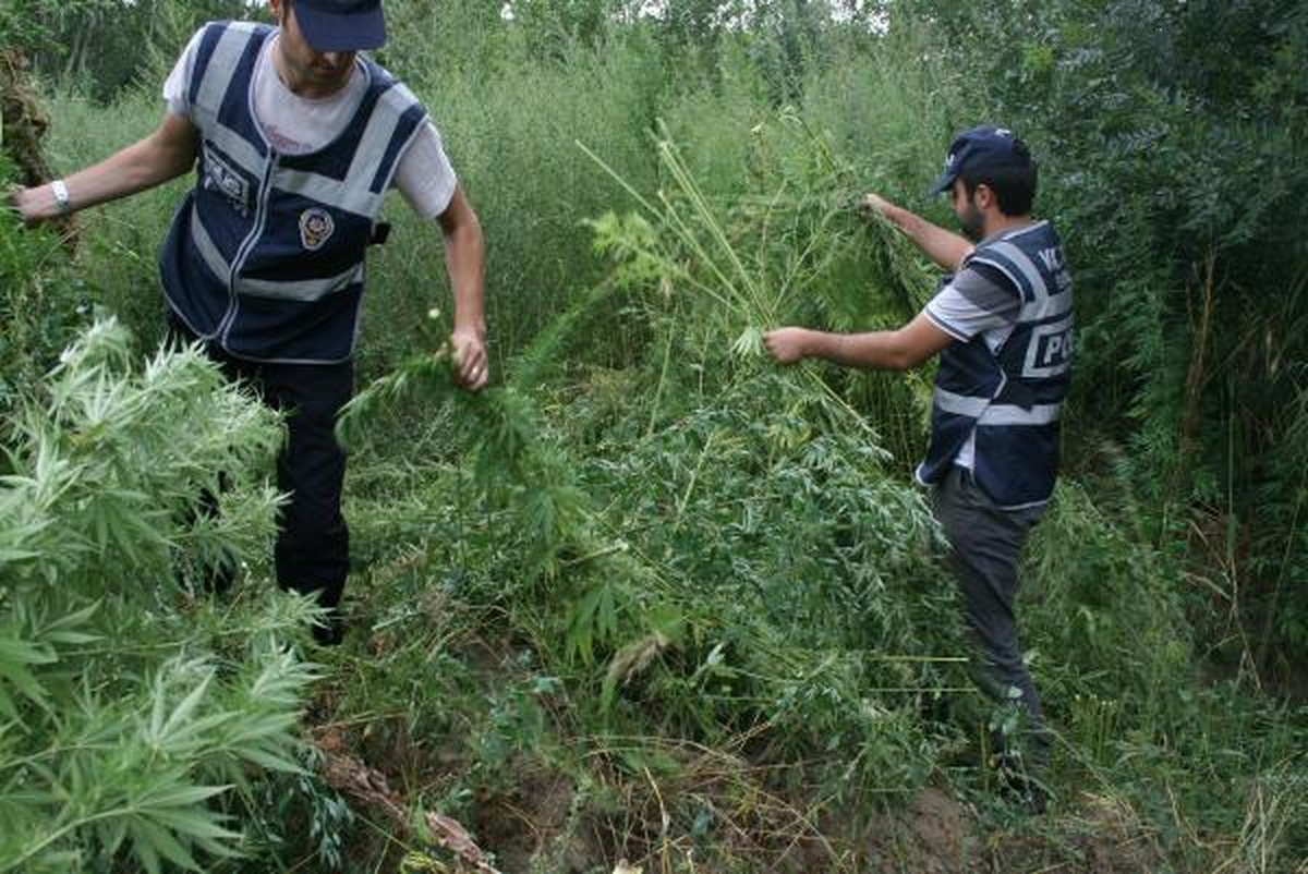 2 Metrelik Hintkenevirleri İmha Edildi