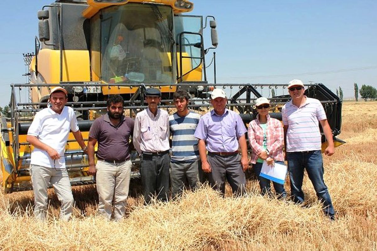 Arpa ve Buğdayda Dane Kaybı Uyarısı