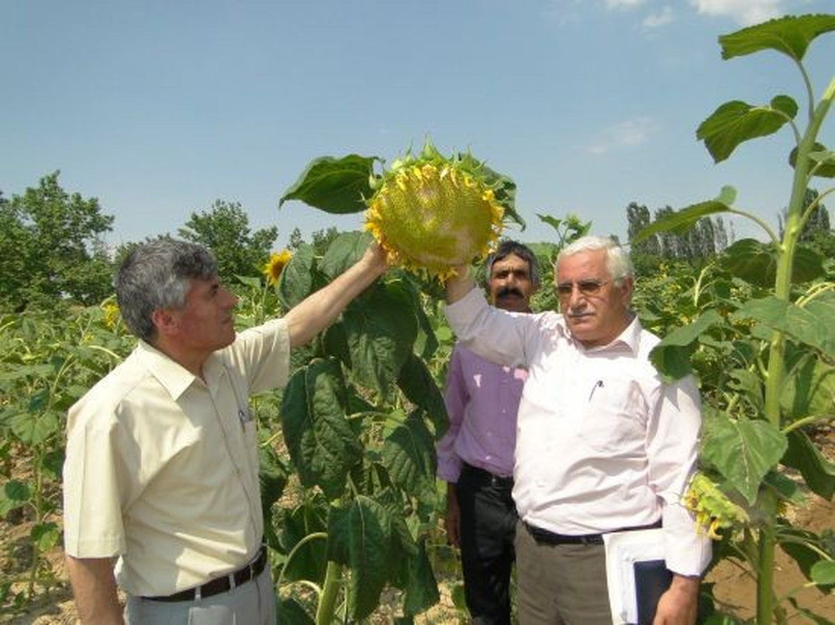 Ayçiçekten İyi Verim Alındı