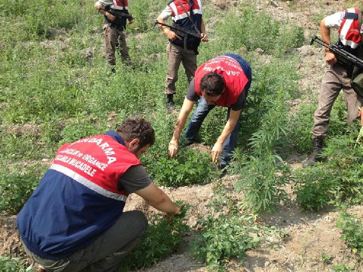 Tarlaya Ekili 20 Bin Kök Hint Keneviri Ele Geçirildi