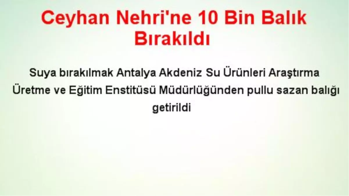 Ceyhan Nehri'ne 10 Bin Balık Bırakıldı