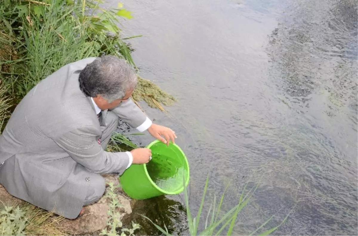 Ceyhan Nehrine 10 Bin Yavru Sazan Bırakıldı