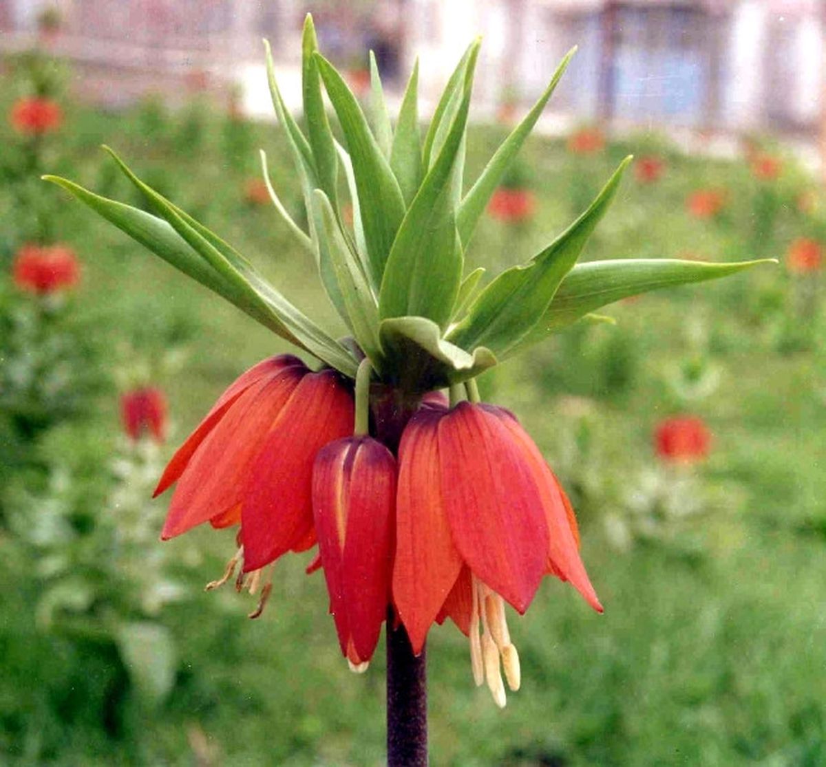 Dünyanın Nadide Çiçeklerinden Ters Lale