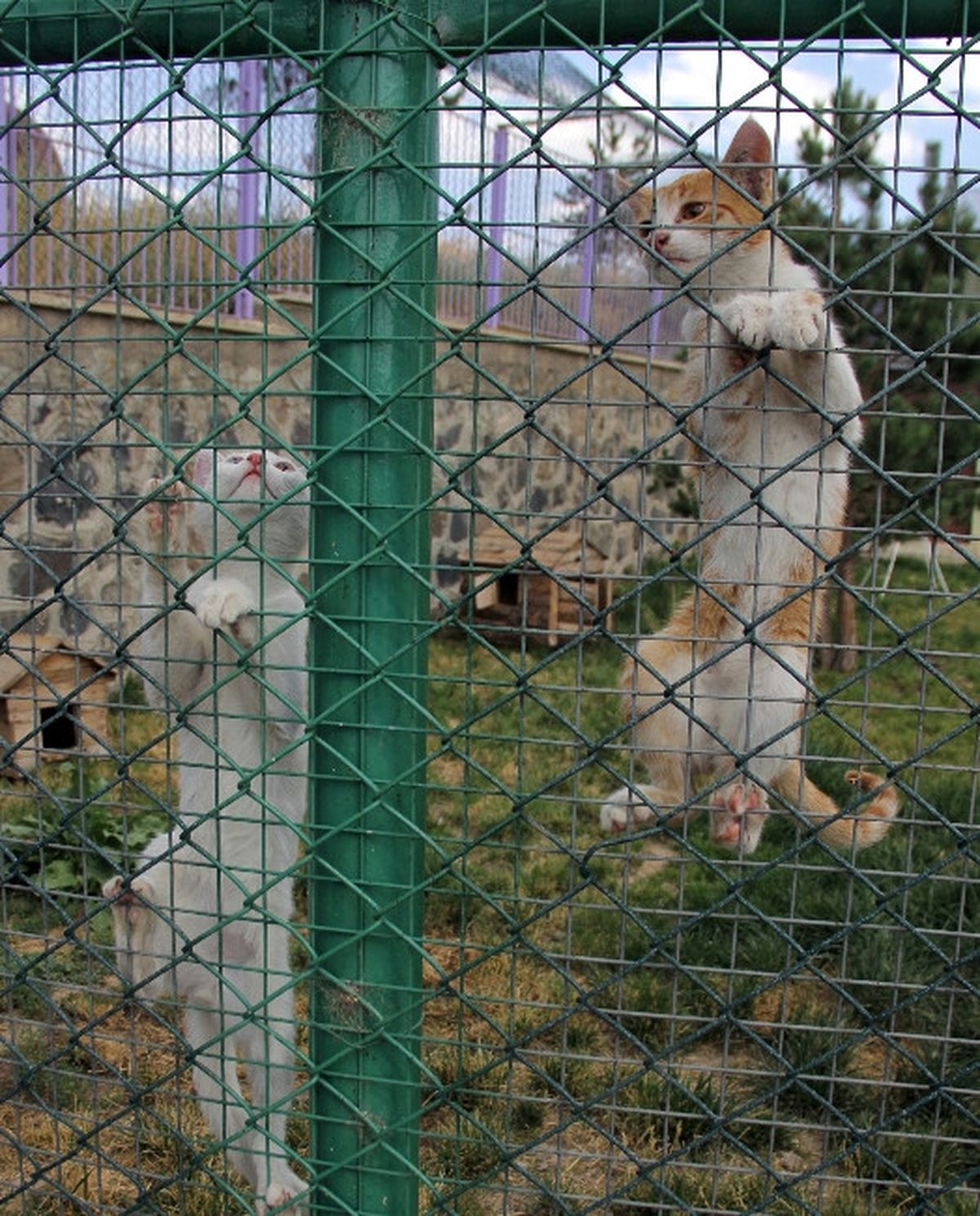 Erzurum\'da Artık Kedilerinde Bir Evi Var