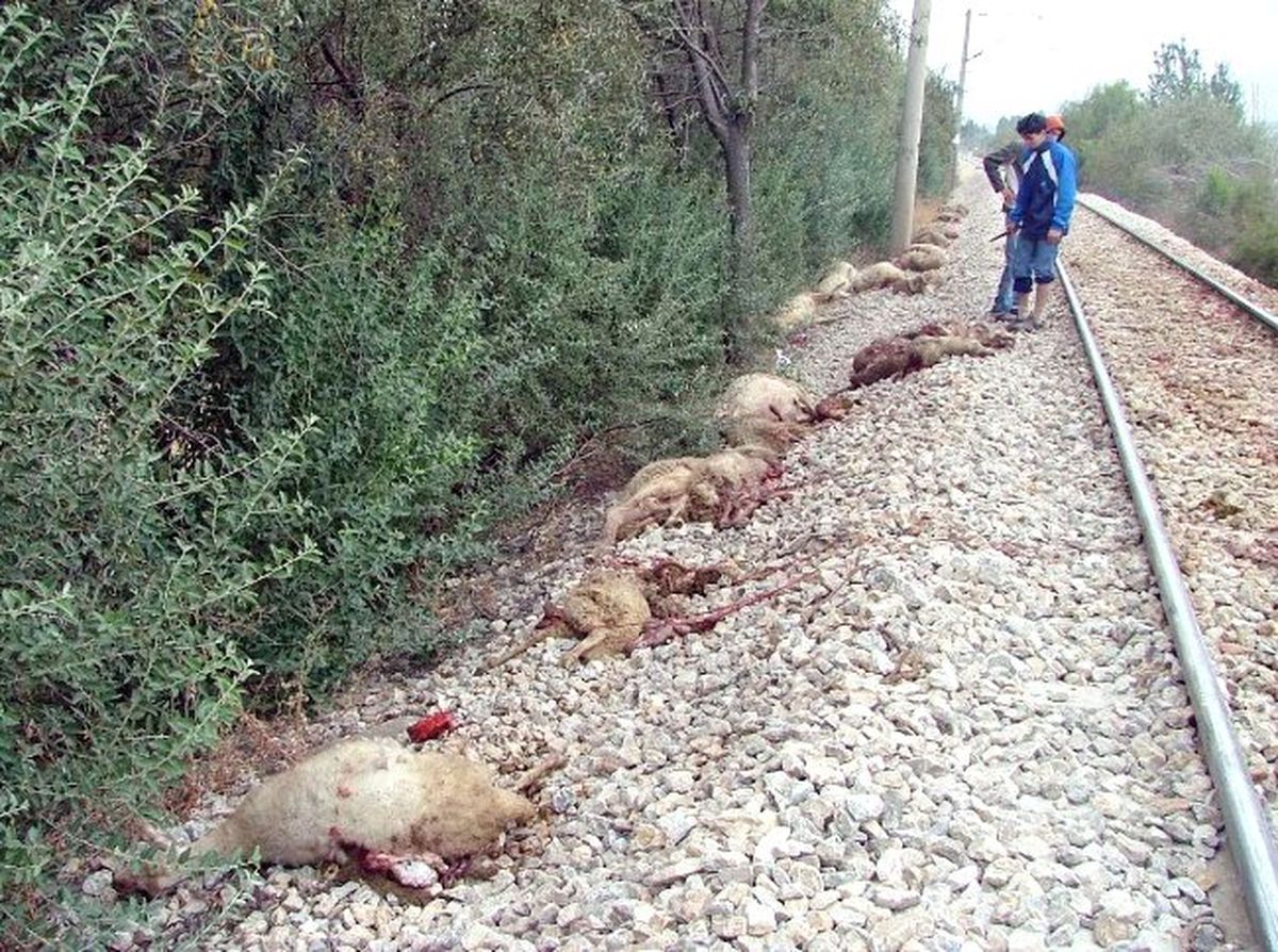Erzurum\'da Yük Treni Koyun Sürüsüne Daldı