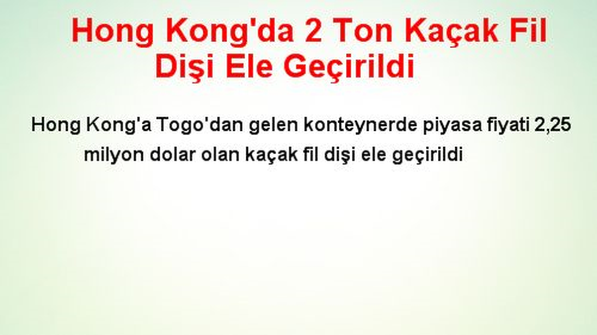 Hong Kong\'da 2 Ton Kaçak Fil Dişi Ele Geçirildi