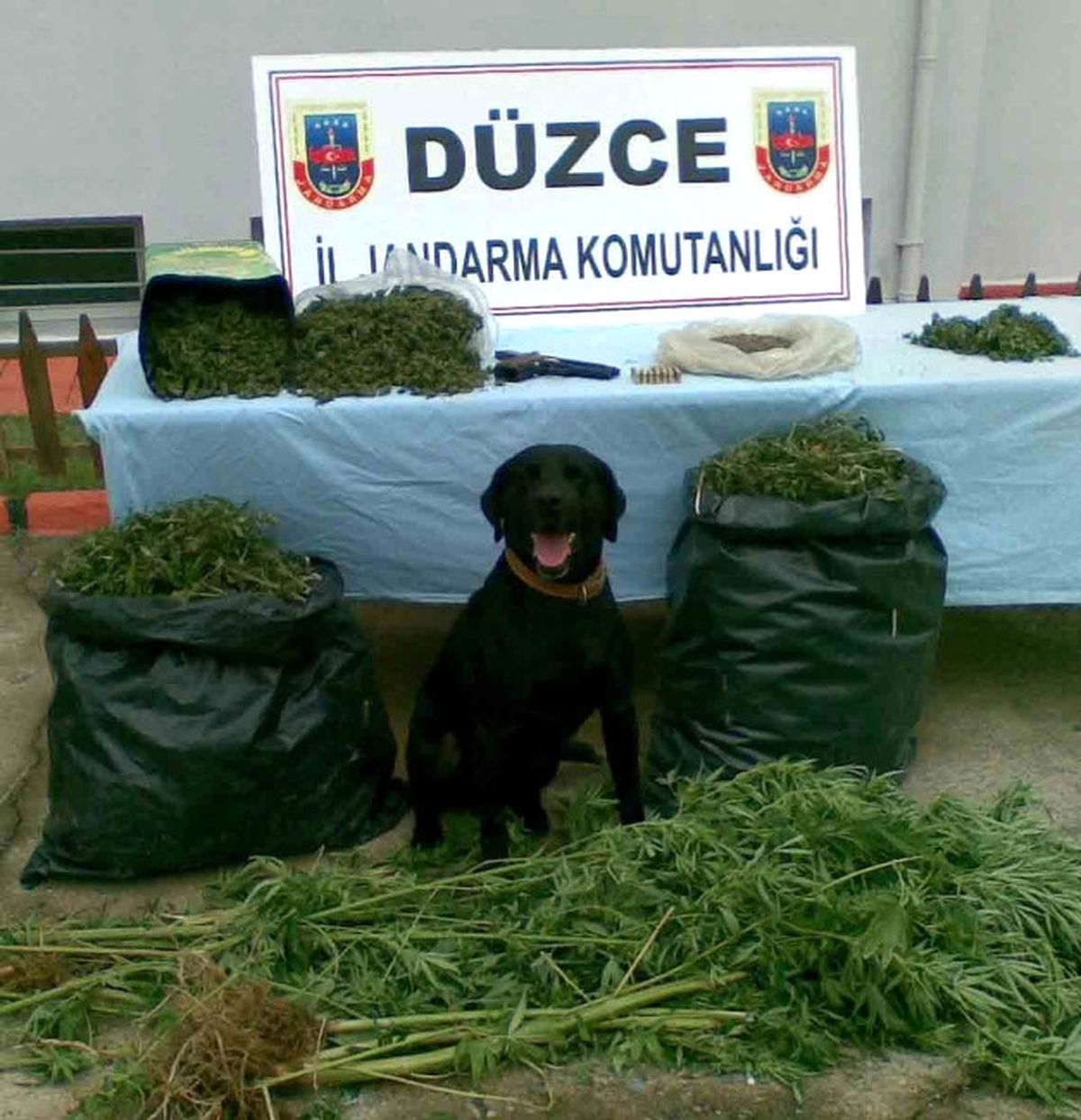 Jandarmadan Tavuk Çiftliğine Baskın