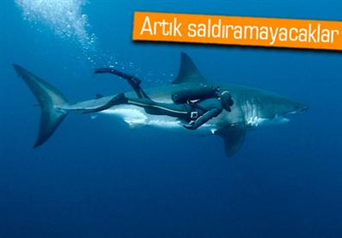Köpekbalığı Savar Elbiseler İcat Edildi