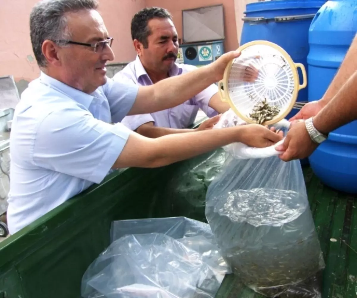 Manisa\'da Göletlere 150 Bin Yavru Balık Bırakıldı