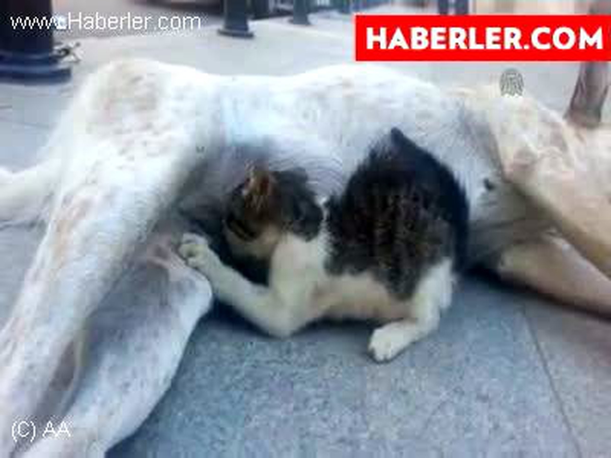 Sokak köpeğinden yavru kediye anne sütü