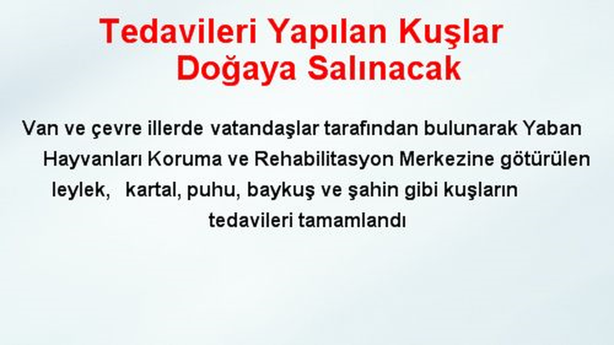 Tedavileri Yapılan Kuşlar Doğaya Salınacak