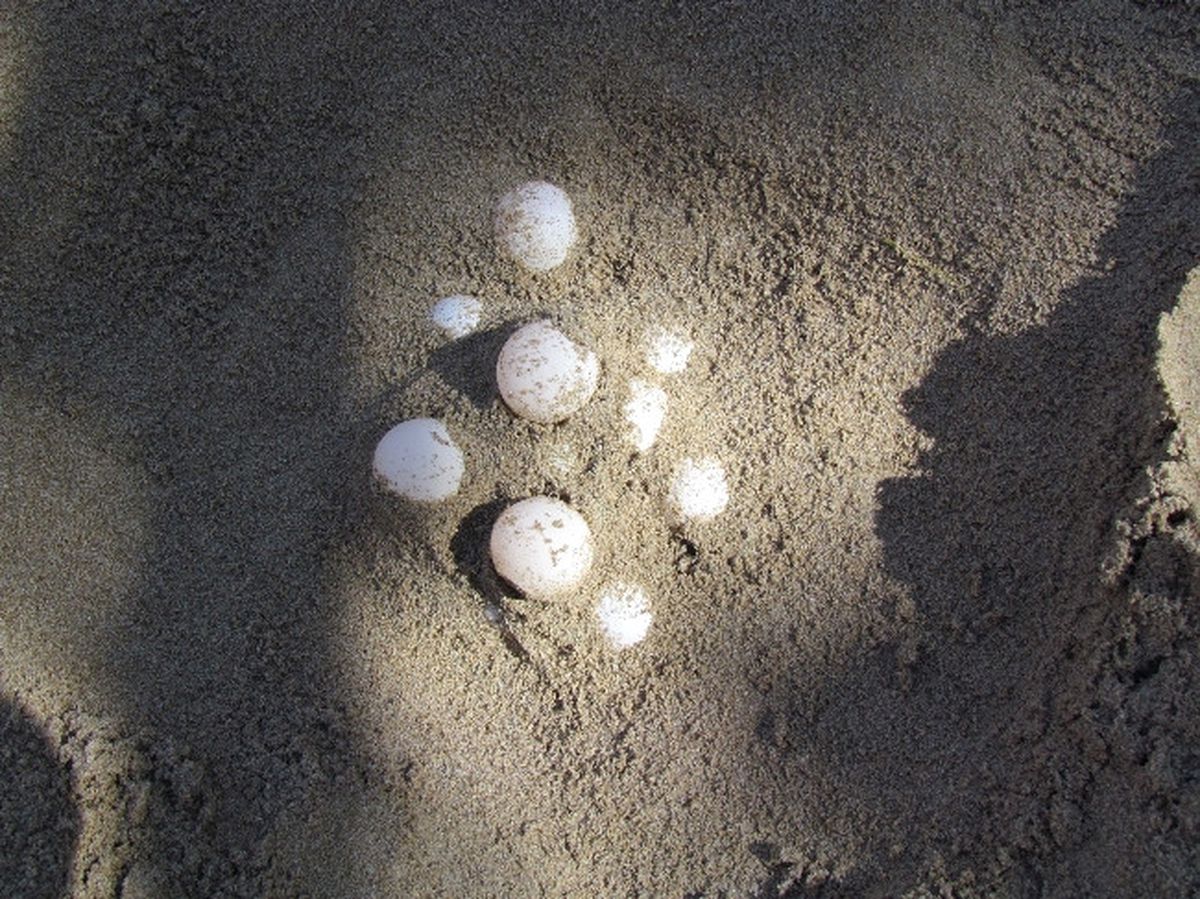 Caretta Carettalar Yumarta Bırakmak İçin Kadınlar Plajını Seçti