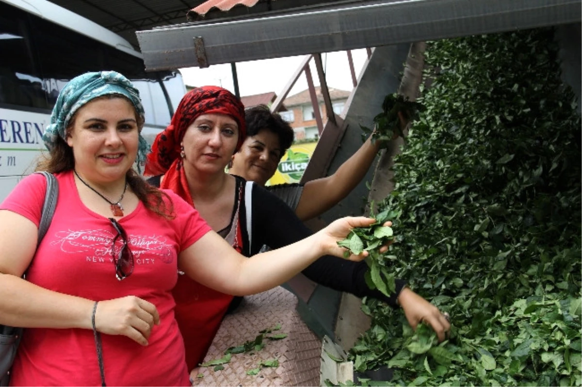 Çay Fabrikaları Yerli ve Yabancı Turistlerin İlgisini Çekiyor