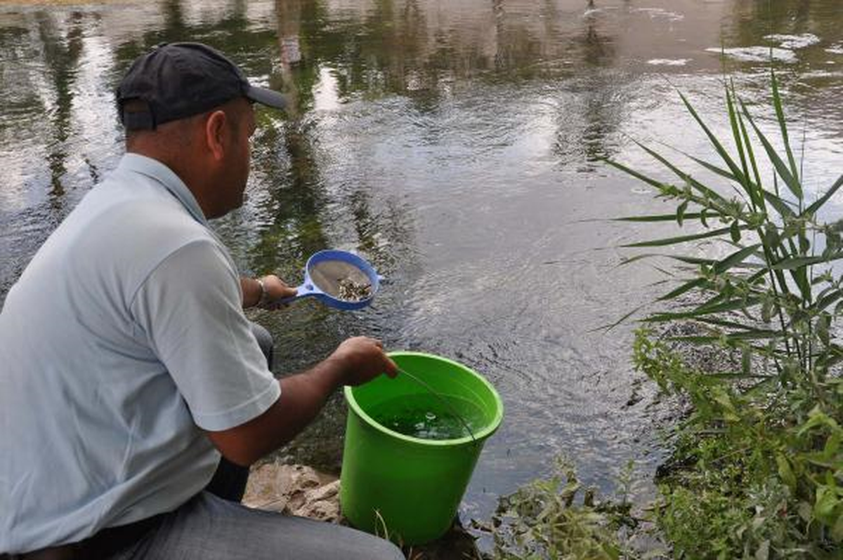 Ceyhan Nehri\'ne 10 Bin Pullu Sazan Yavrusu Bırakıldı