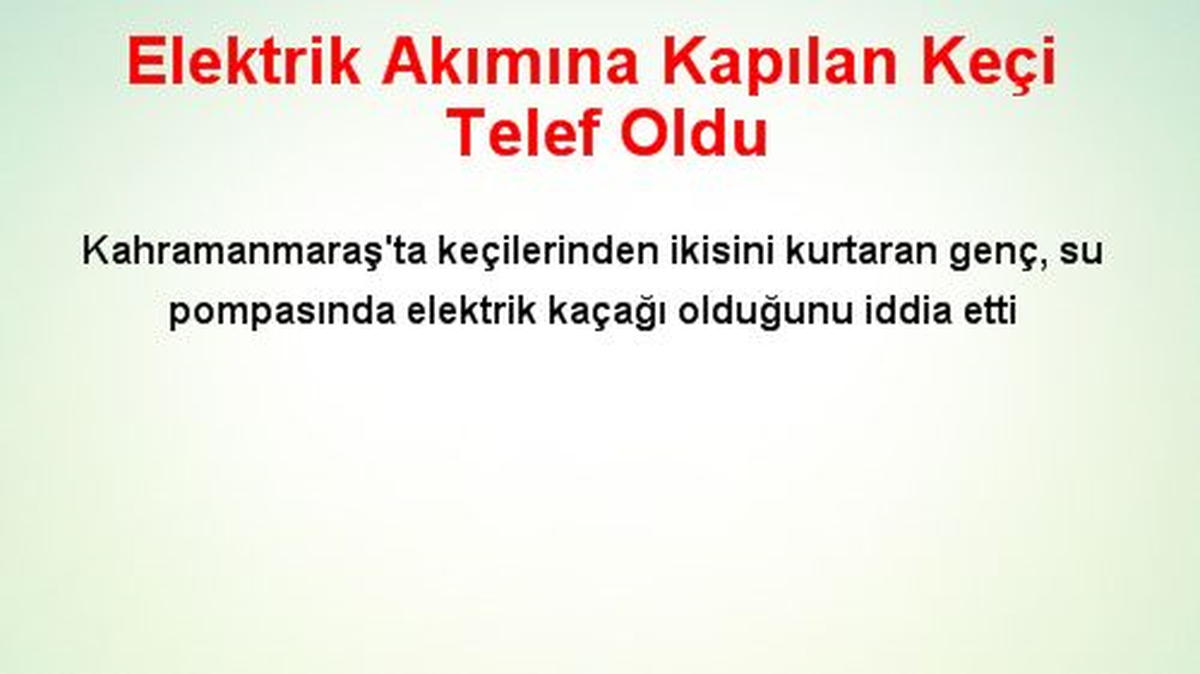 Elektrik Akımına Kapılan Keçi Telef Oldu