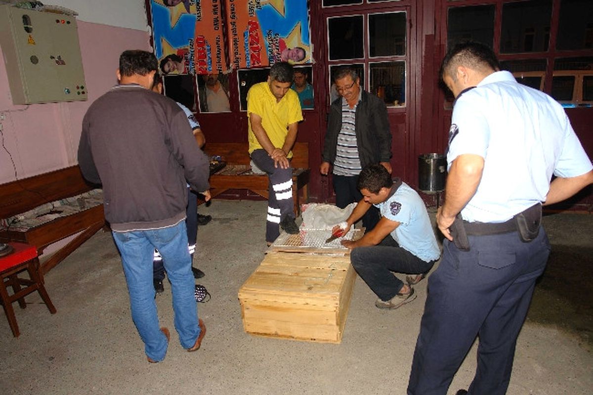 Firari Maymun Yakalandı