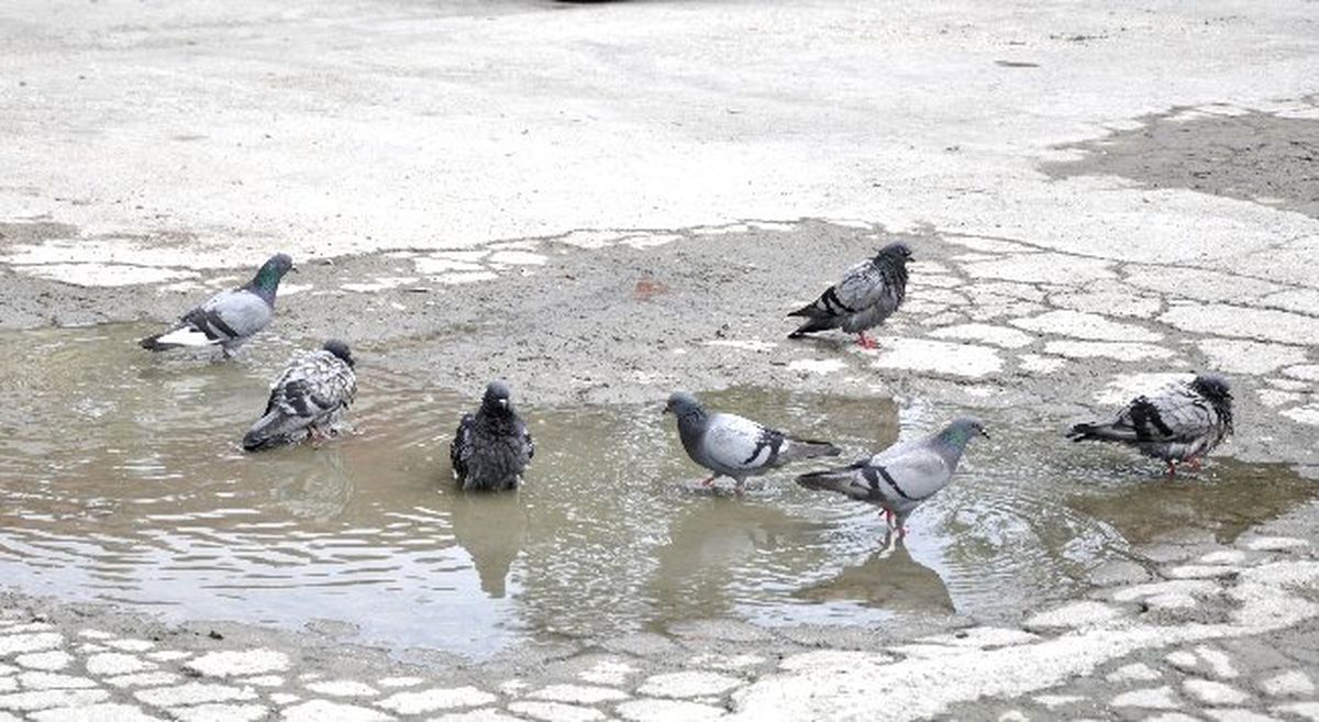 Güvercinler Suda Oynayarak Serinledi