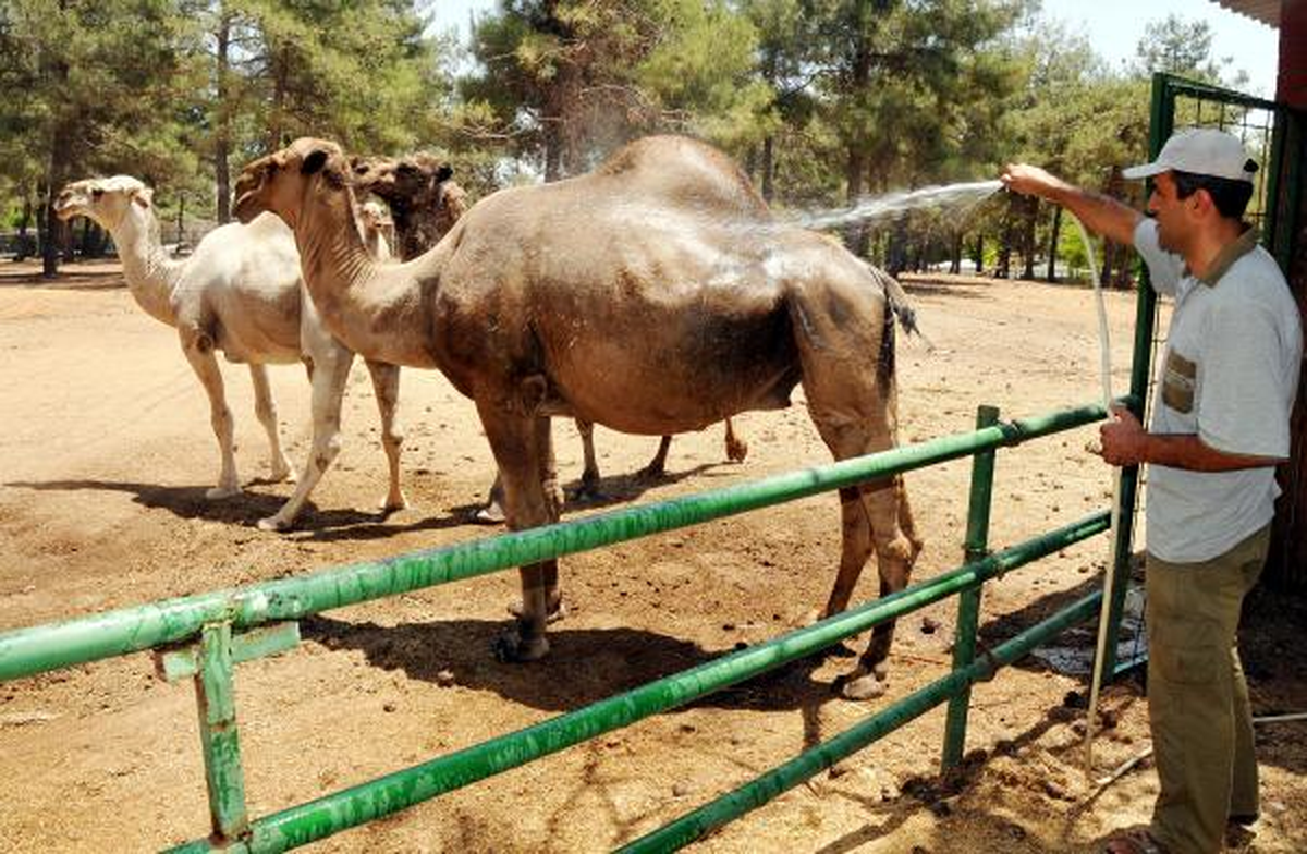 Hayvanat Bahçesinde Özel Duş ve Meyve Kokteyli
