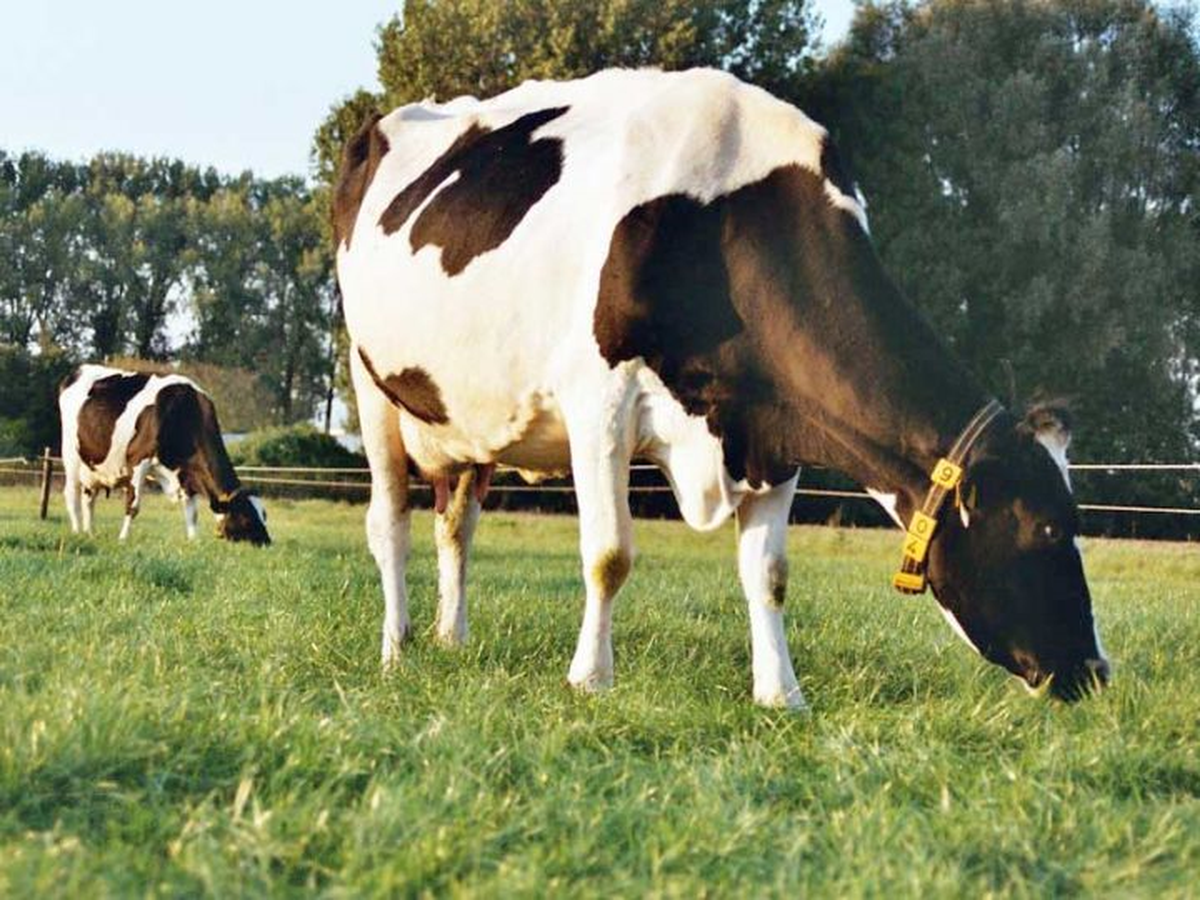Organik Hayvancılık Desteği Başvuruları Büyük ve Küçük Baş Hayvanlar İçin 7 Ekim\'de Başlayacak