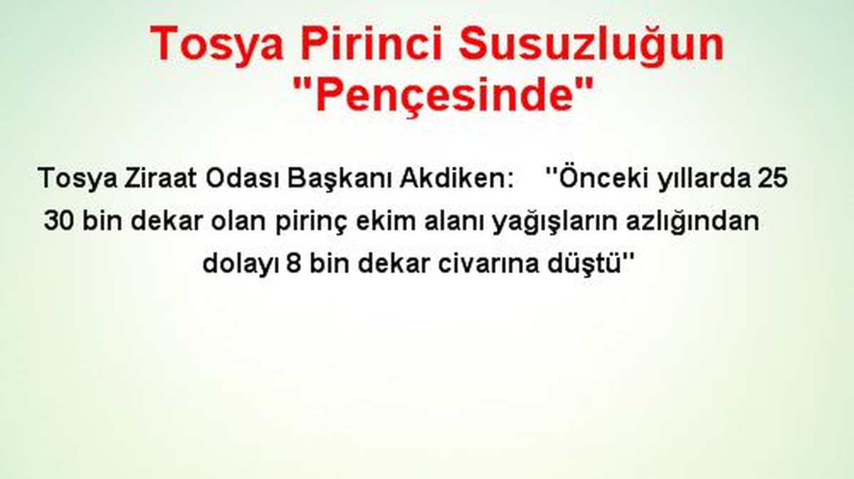 Tosya Pirinci Susuzluğun "Pençesinde"