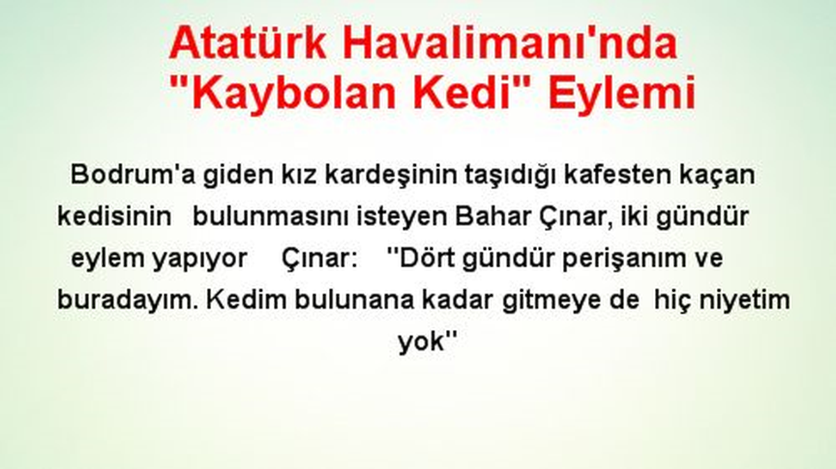 Atatürk Havalimanı\'nda "Kaybolan Kedi" Eylemi