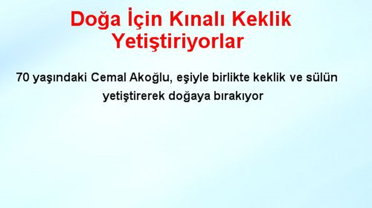 Doğa İçin Kınalı Keklik Yetiştiriyorlar
