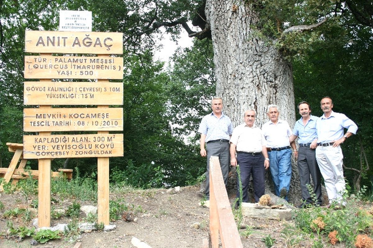 Gökçebey\'de 500 Yıllık Anıt Ağacın Çevre Temizliği Yapıldı